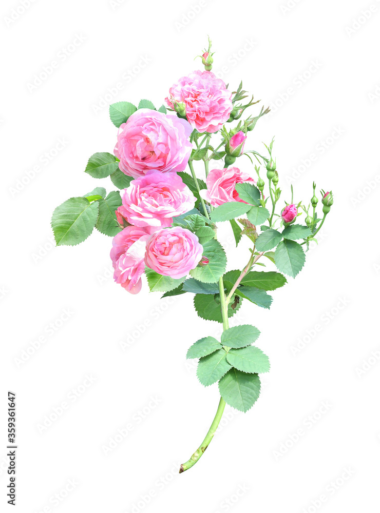 Branch of Climbing rose with pink flowers