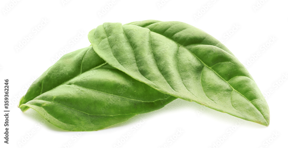 Obraz premium Fresh basil leaves on white background