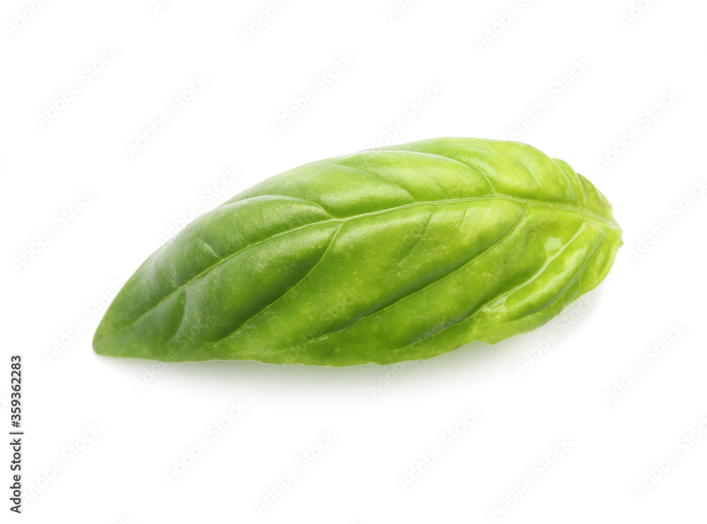 Fototapeta premium Fresh basil leaf on white background