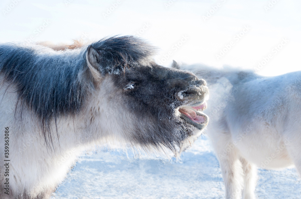Fototapeta premium Funny Yakutian horse breathing on the cold winter day in village of Oymyakon, Sakha Republic, Russia