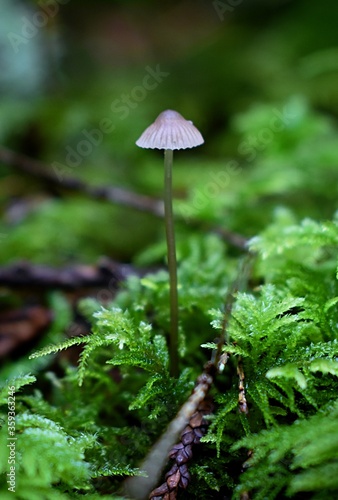 another lonely mushroom