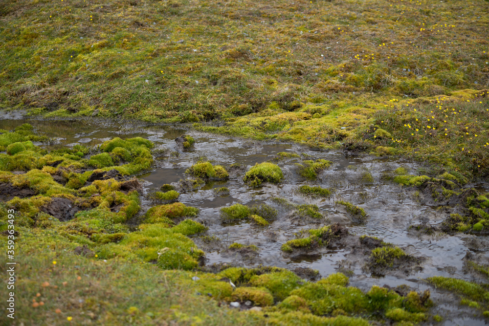 Ground covered with green moss and water. Wet tundra. Arctic summer on Spitsbergen.
