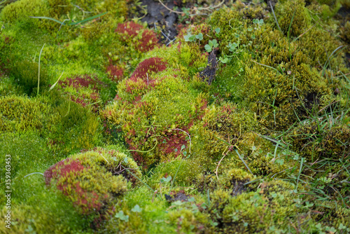 Ground covered with green moss. Arctic summer on Spitsbergen.