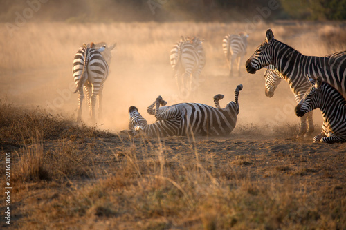 A heard of Zebra  Equus quagga  in the later afternoon rolling in the red dirt of Kenya.