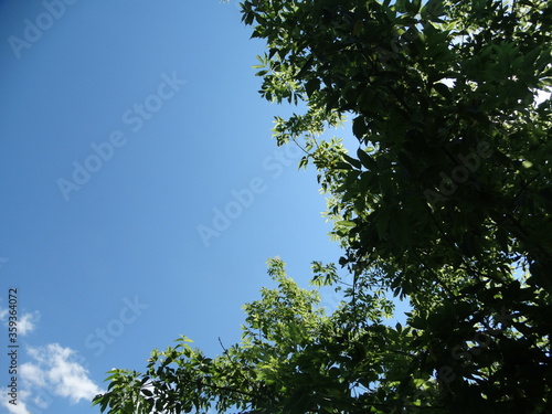 sky and tree