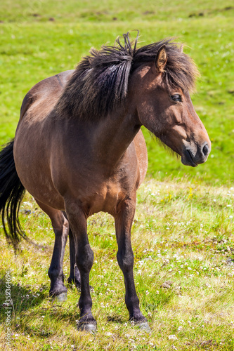 Portrait of a thoroughbred horse