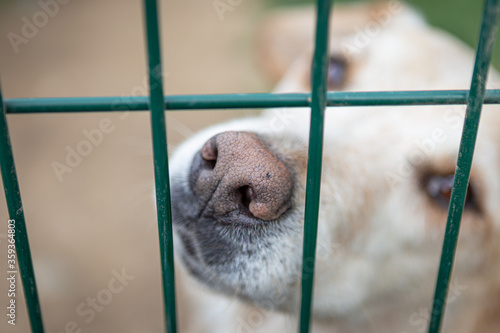 Hundenase im Fokus - Hund schaut durch Zwinger