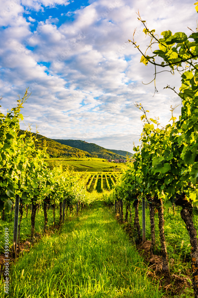 vineyard in germany, palatinate