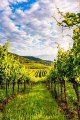 Foto auf Acrylglas Weingarten Weinberg in Deutschland, Pfalz  © Dirk