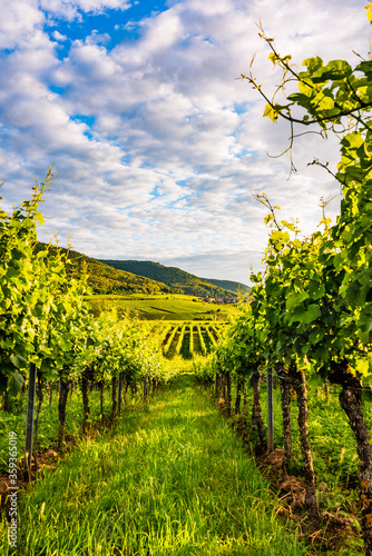 vineyard in germany, palatinate