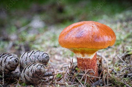 Edible mushroom Suillus grevillei commonly known as Grevilles bolete photo