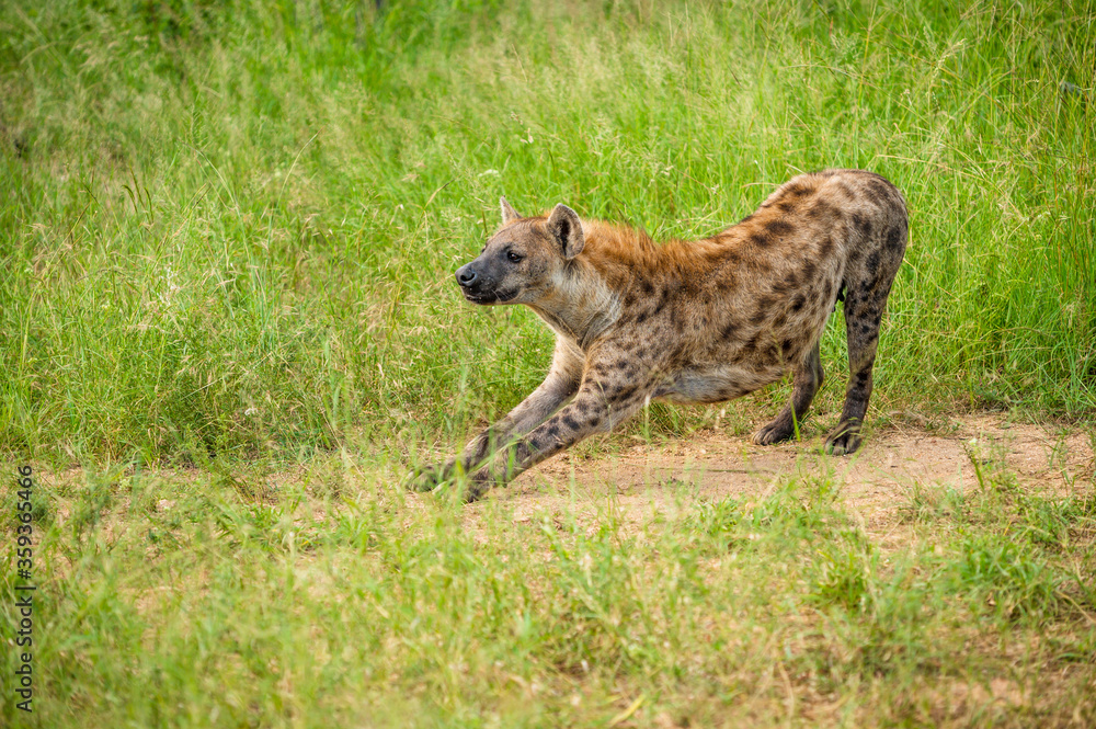 Portrait of a spotted hyaena (Crocuta crocuta) relaxing on a road in the Kruger National Park, South Africa. Portrait of a spotted hyaena (Crocuta crocuta) relaxing on a road in the Kruger National Park, South Africa.