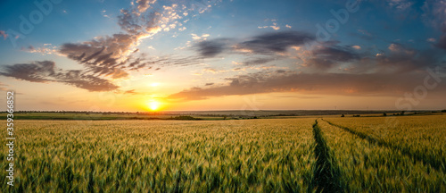 Slika na platnu Summer agricultural landscape with wheat field and clouds on beautiful evening,