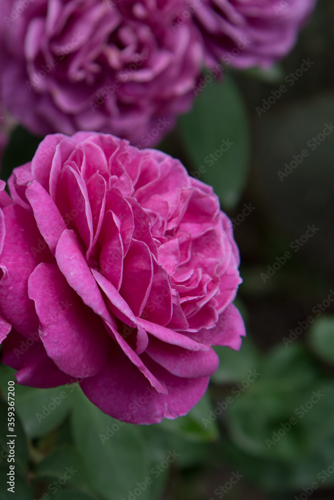 Large, fully opened flowers of the rose. An intense pink color. Postcard, background, texture.