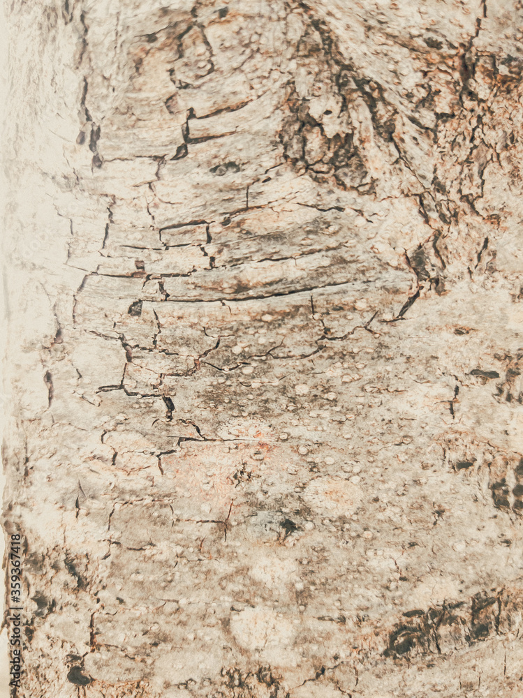 Beautiful view of closeup gray-brown tree bark texture. Stories vertical format. Ideal for use in the design, wallpaper and background Beautiful view of closeup gray-brown tree bark texture. Stories vertical format. Ideal for use in the design, wallpaper and background