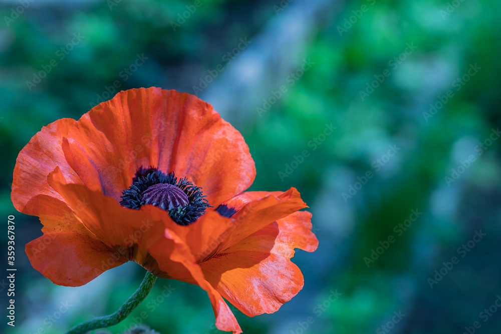 Closeup of a vibrant red Poppy flower. Closeup of a vibrant red Poppy flower.