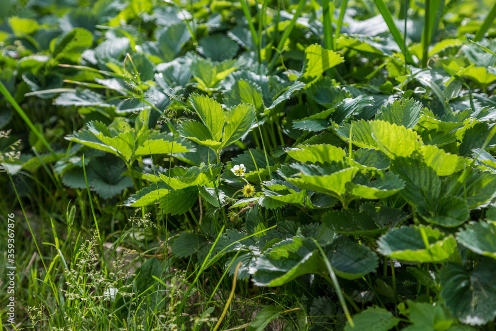 Strawberry berries are ripened on strawberry bush in the garden in the ground Strawberry berries are ripened on strawberry bush in the garden in the ground