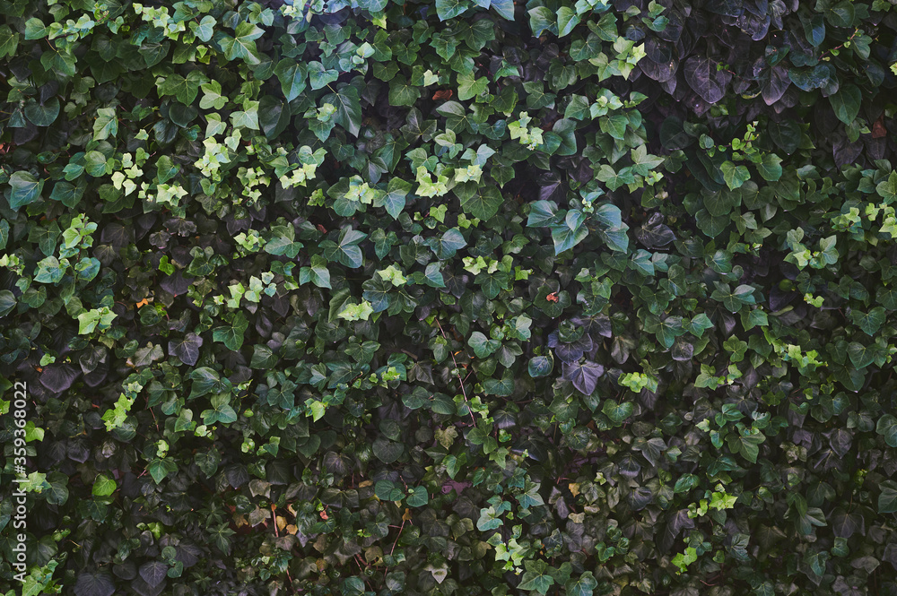 background wall of ivy for writing close-up texts horizontally background wall of ivy for writing close-up texts horizontally