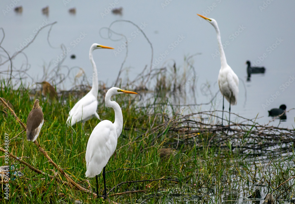 Obraz premium Great egret, Bharatpur Bird Sanctuary