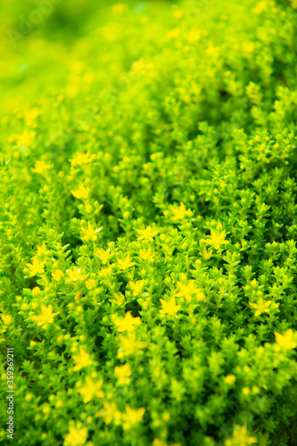 黄色い苔の花 コゴメマンネングサの開花 © vito