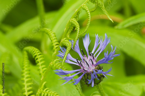 Perennial cornflower (Centaurea montana) flower