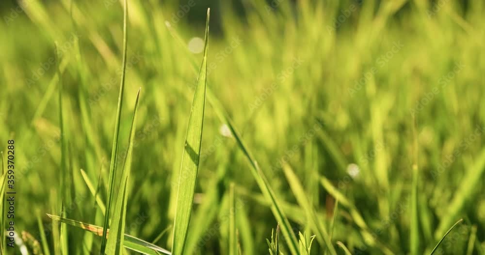 Wild grass growing in summer in green field Wild grass growing in summer in green field