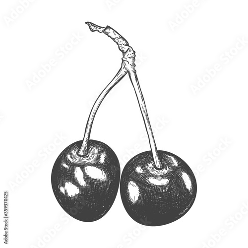 Realistic sketch of cherry berries. One ripe cherry with a twig. Hand-drawn and isolated on a white background. Black and white vector illustration. Food sketch.