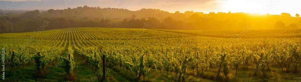 Sunset landscape, Bordeaux wineyard, Langoiran, france - obrazy, fototapety, plakaty 