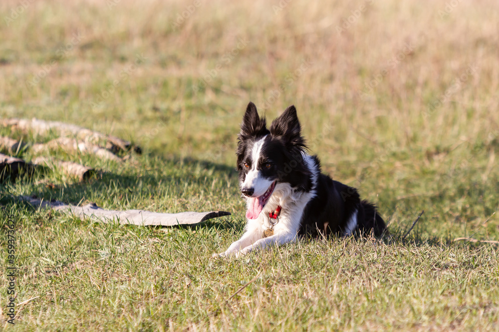 Border collie dog lies in a meadow in the grass with its mouth open on a sunny day. Horizontal orientation. 