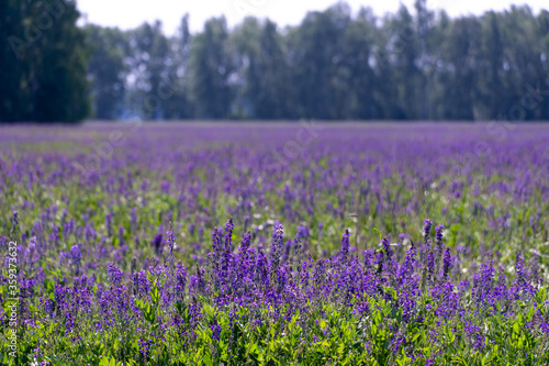 endless fields of purple flowers