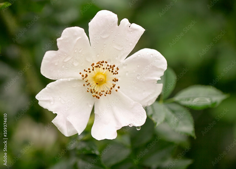 White Wild Roses Close Up White Wild Roses Close Up