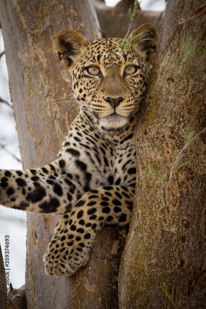 A vertical portrait of a young leopard sitting in tree in Kruger Park South Africa
