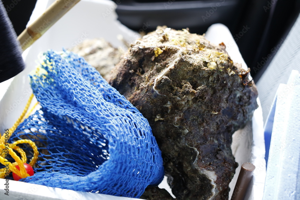 約50cm 大型シャコガイ 約50cm 大型シャコガイ 約50cm 大型シャコガイ