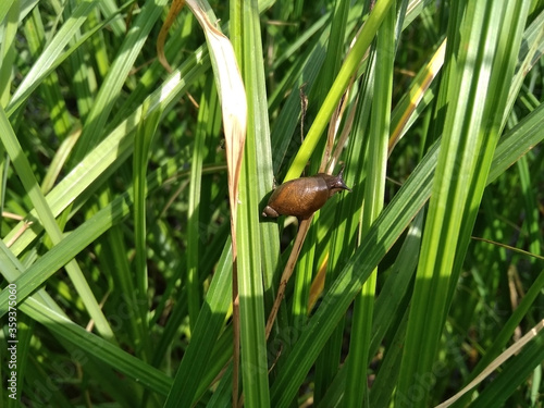 little snail creeps on green grass