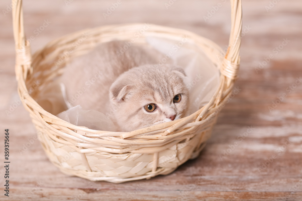 Obraz premium Scottish fold cat on beige background. Cute little kitty.