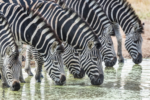 Close up on a zebra herd drinking water from a dam in Kruger Park