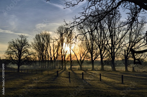 Trees and fog 