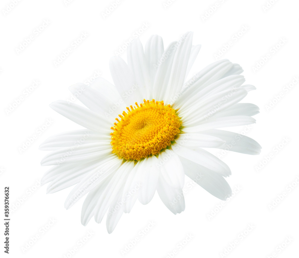 One daisy or chamomile isolated on white background