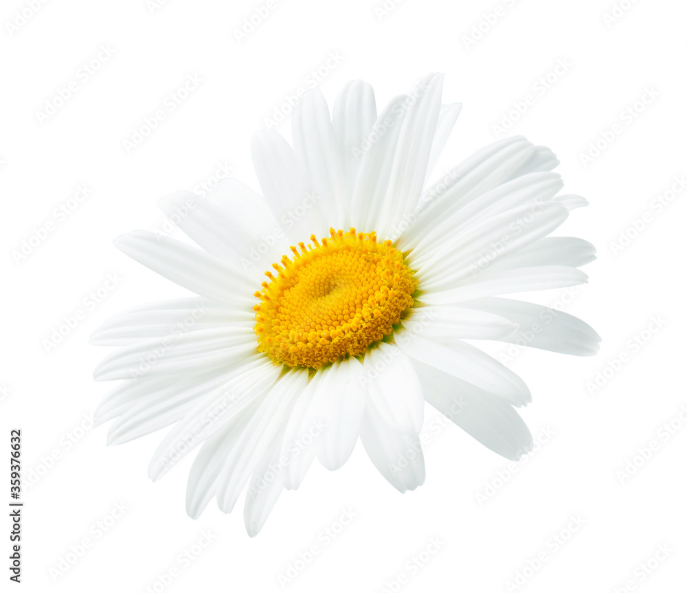 Obraz premium One daisy or chamomile isolated on white background