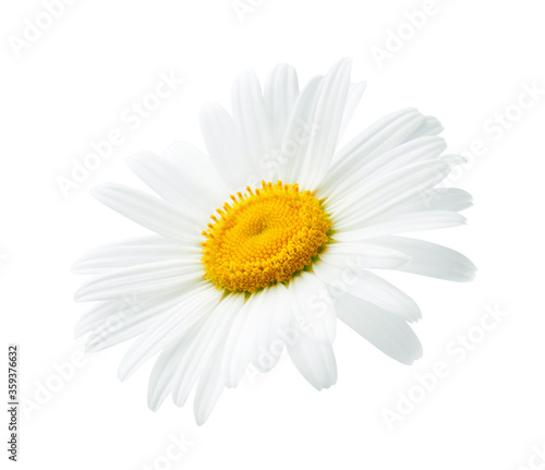 One daisy or chamomile isolated on white background