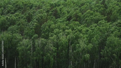 Strong wind in birch forest