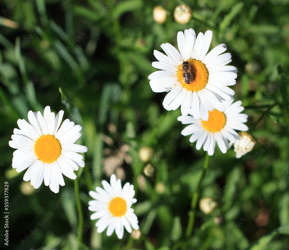Obraz premium bee on a Daisy flower