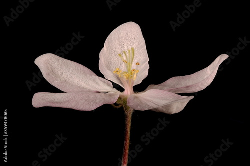 Apple (Malus domestica). Flower Closeup
