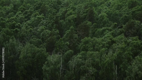 Strong wind in birch forest
