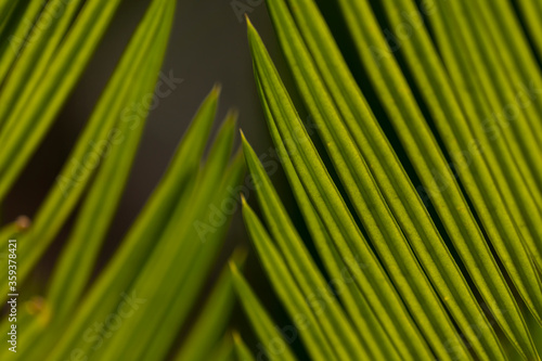 Cycas media or Australian nut palm tree leaves 