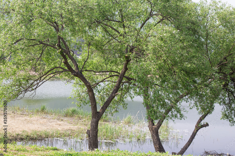 a fresh green trees on the waterside.