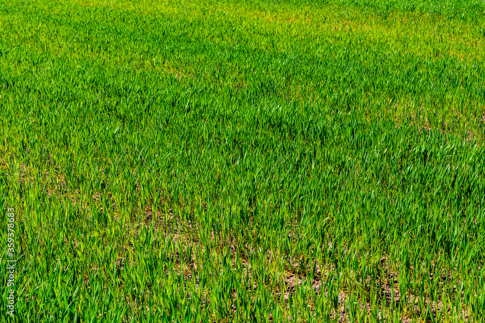 Background of the young wheat on field Background of the young wheat on field