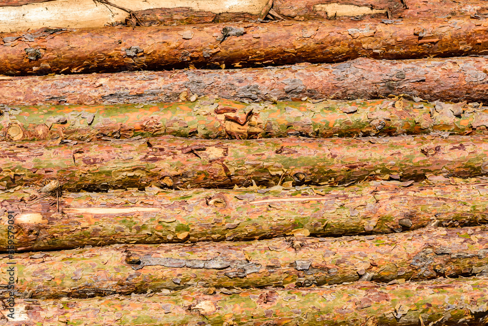 Background of the many tree logs. Wooden pattern Background of the many tree logs. Wooden pattern