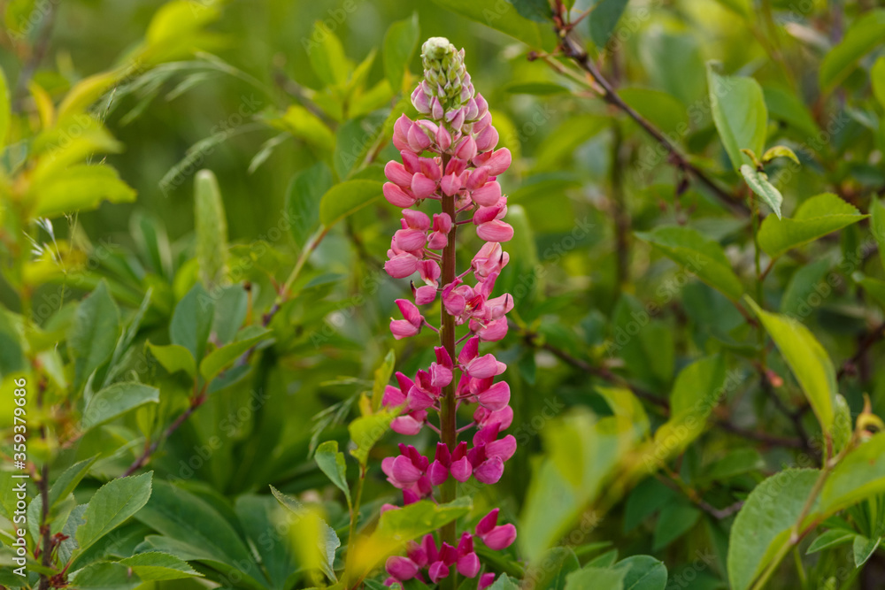 Blooming lupine flower. Lupinus, lupin, lupine field Blooming lupine flower. Lupinus, lupin, lupine field