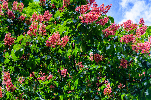 Red horse chestnut (Aesculus carnea) blossoming at spring
